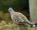 Pigeon 9P013D-56